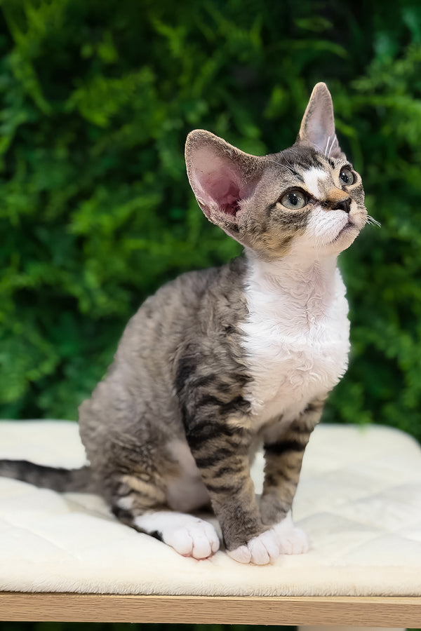Nala | Devon Rex Kitten