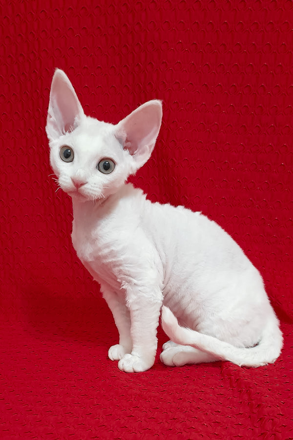 Nancy | Devon Rex Kitten