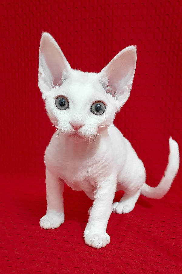 Nancy | Devon Rex Kitten