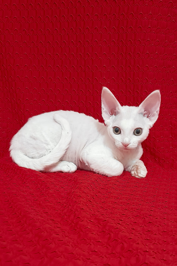 Nancy | Devon Rex Kitten