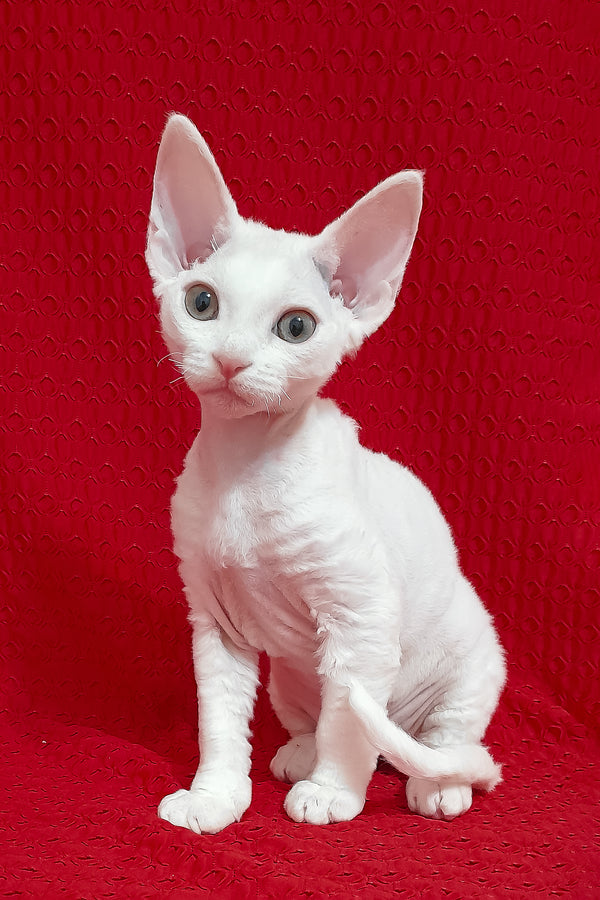 Nancy | Devon Rex Kitten