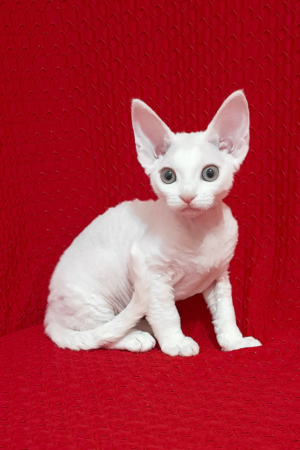 Nancy | Devon Rex Kitten