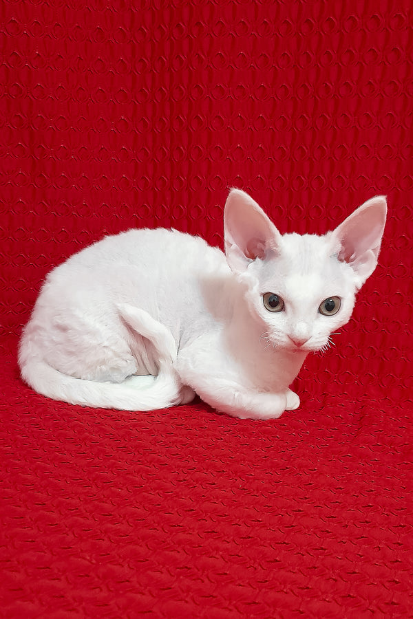 Nancy | Devon Rex Kitten