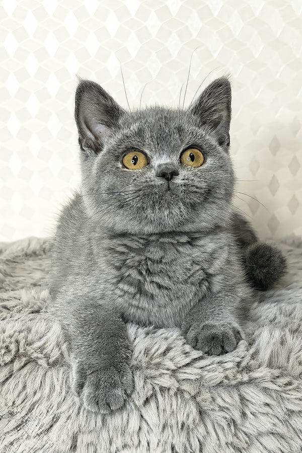 Naomi | British Shorthair Kitten