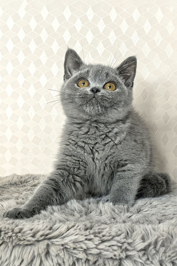 Naomi | British Shorthair Kitten