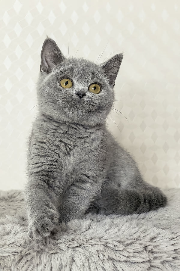 Naomi | British Shorthair Kitten