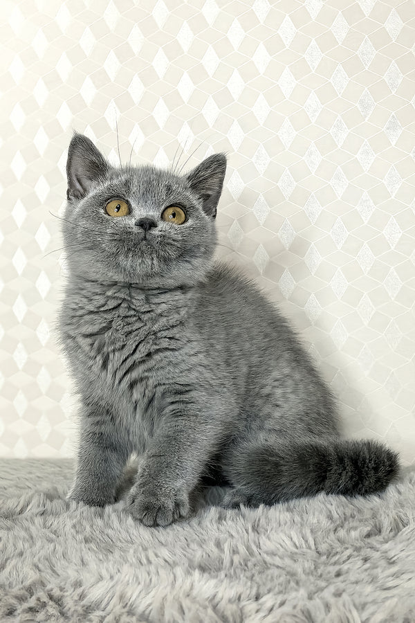 Naomi | British Shorthair Kitten