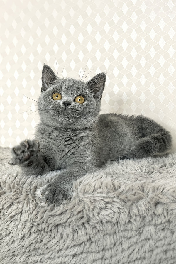Naomi | British Shorthair Kitten
