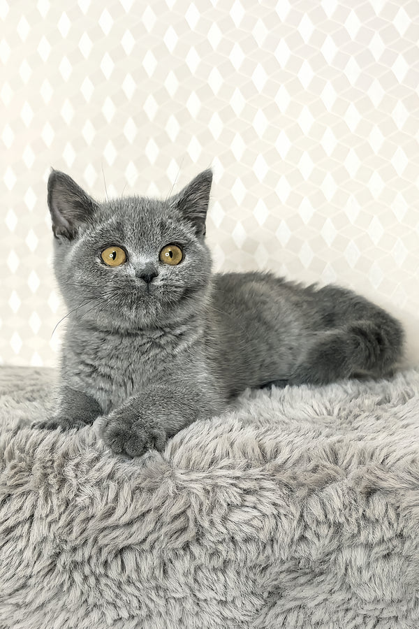 Naomi | British Shorthair Kitten