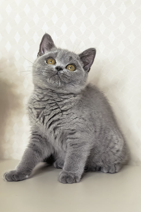 Naomi | British Shorthair Kitten