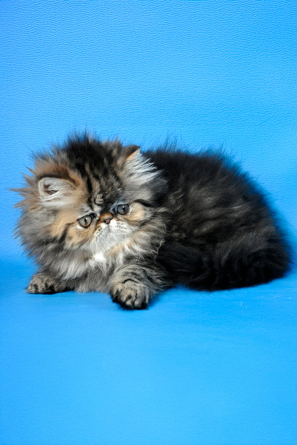 Naomi | Persian Kitten