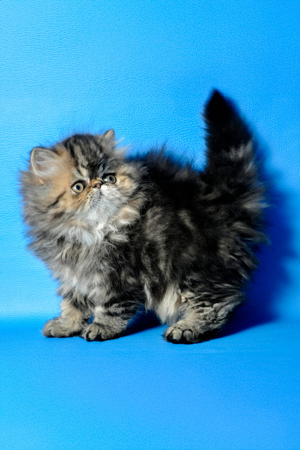 Naomi | Persian Kitten