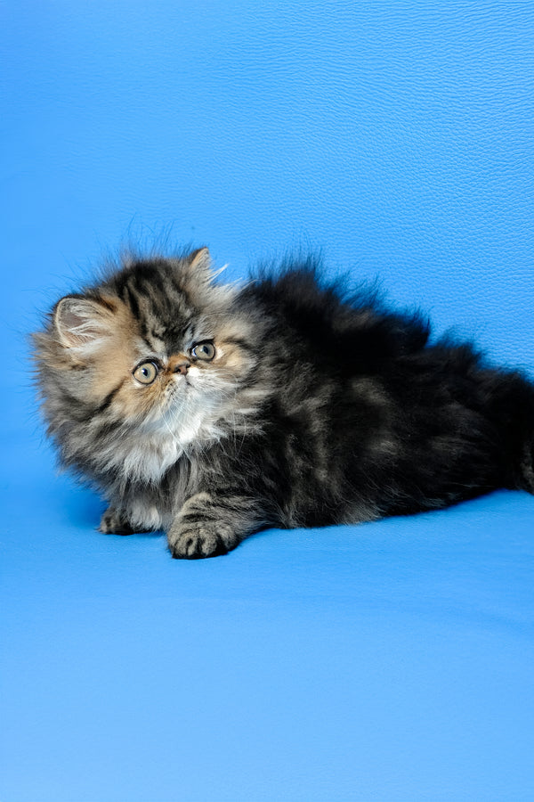 Naomi | Persian Kitten