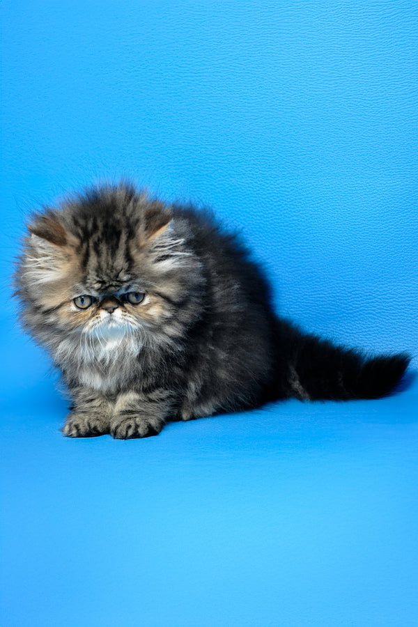 Naomi | Persian Kitten