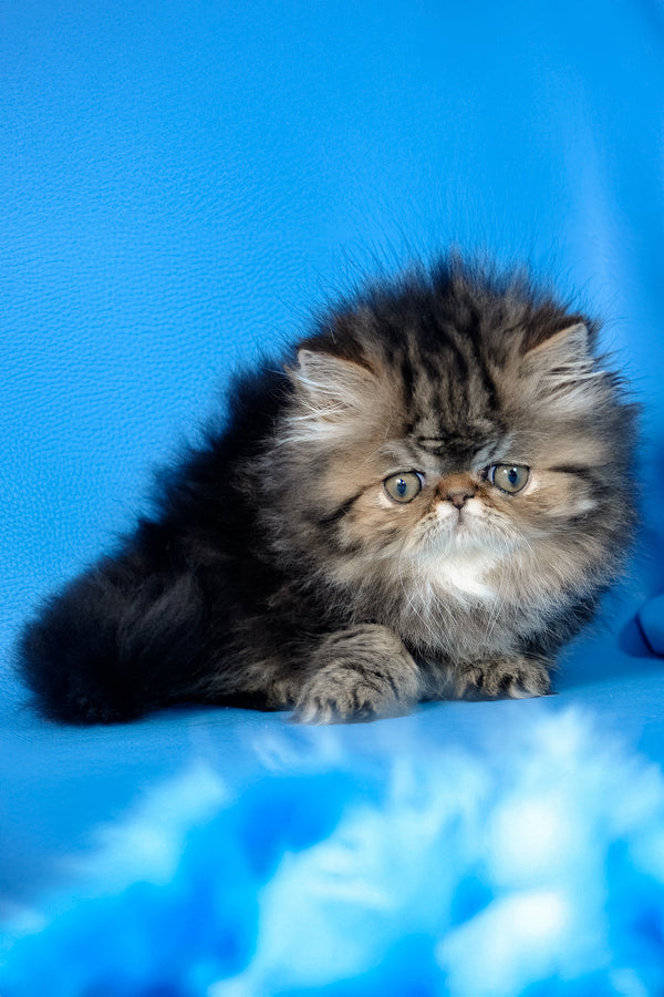 Naomi | Persian Kitten