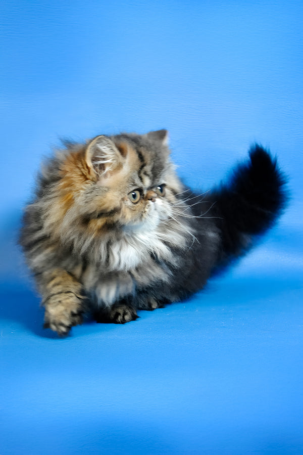 Naomi | Persian Kitten