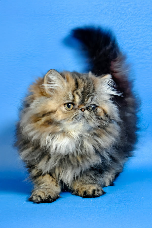 Naomi | Persian Kitten