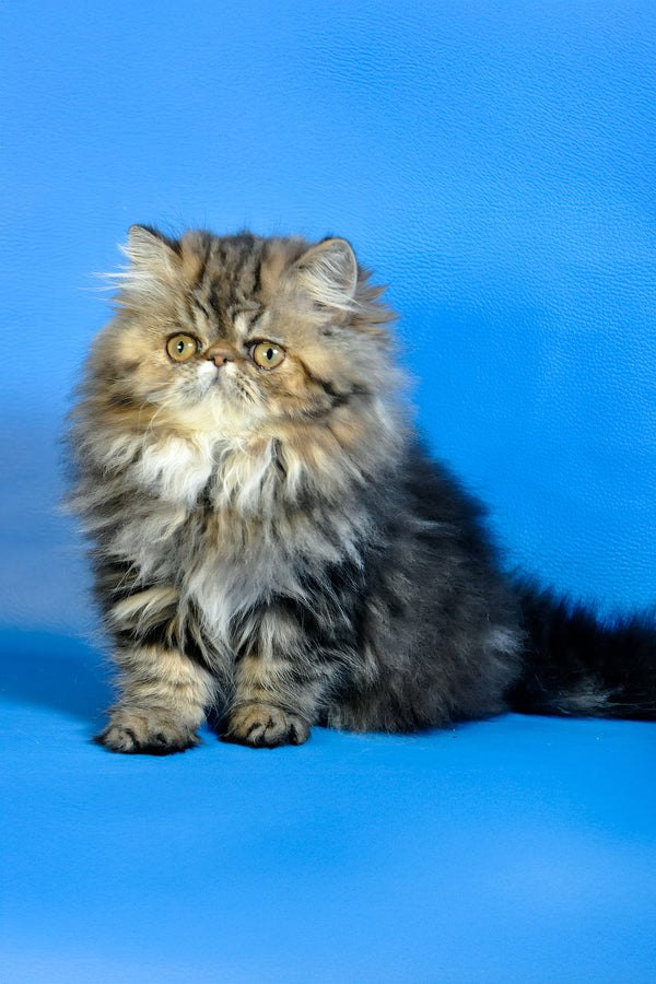 Naomi | Persian Kitten
