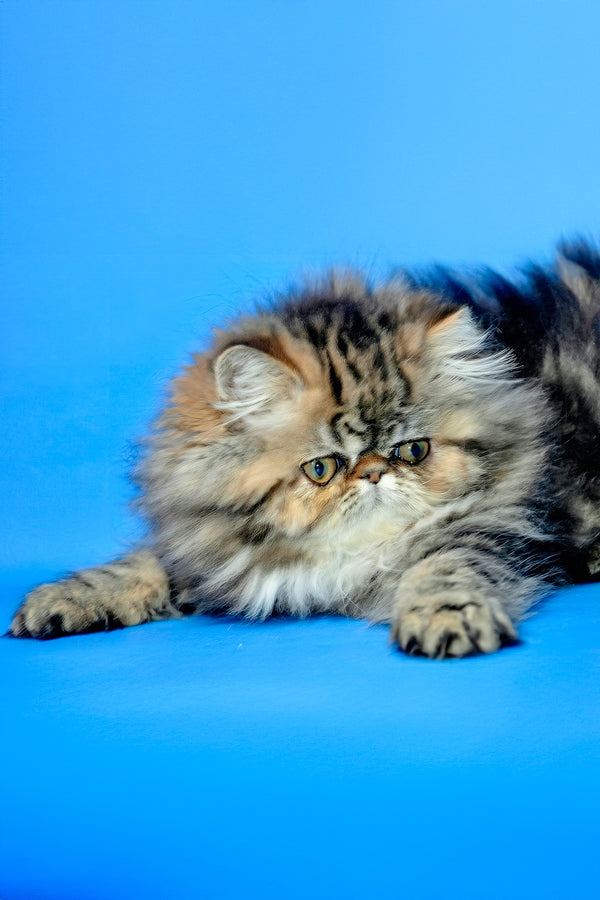 Naomi | Persian Kitten