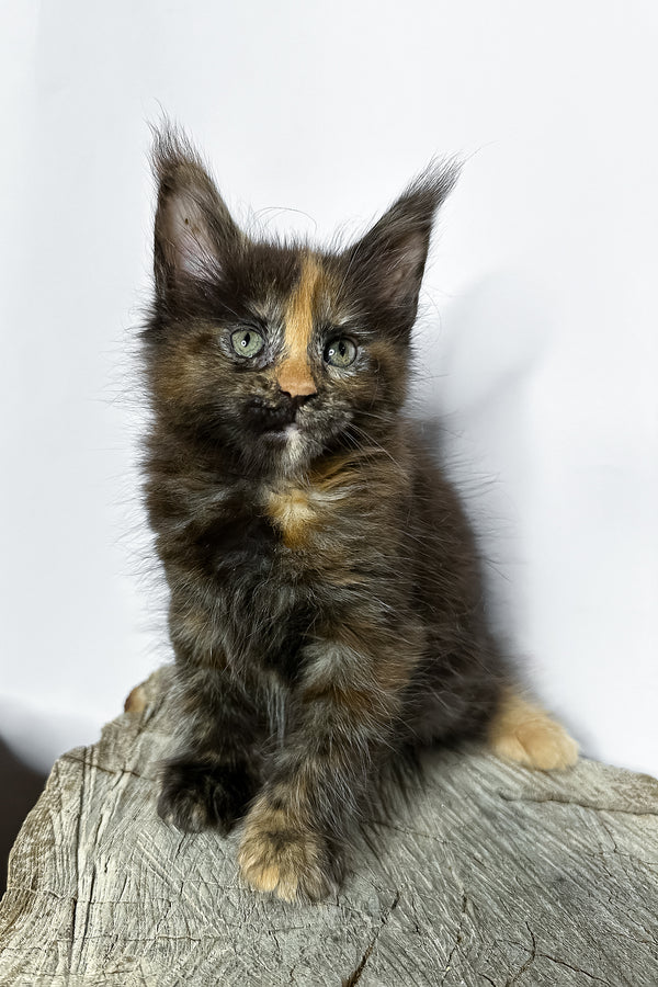 Naomi maine coon kitten with fluffy blotched tabby black marble fur and green eyes sitting on a wooden stump