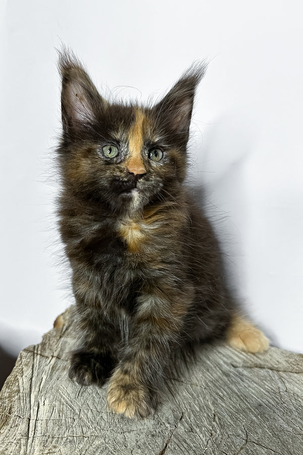 Naomi maine coon kitten fluffy tortoiseshell with striking green eyes sitting on a weathered wooden stump