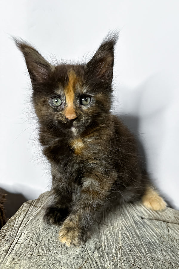 Naomi maine coon kitten with fluffy tortoiseshell fur and striking green eyes sitting on a wooden stump