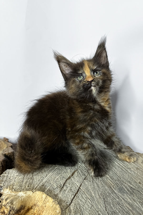 A fluffy maine coon kitten with striking green eyes and a blotched tabby black marble coat sits on a wooden stump