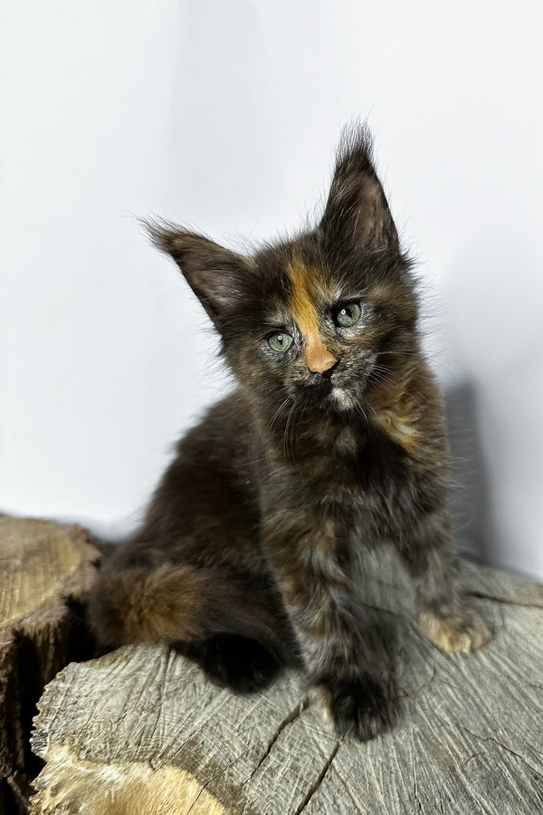 A fluffy maine coon kitten with striking green eyes and tortoiseshell blotched tabby fur sits on a wooden stump