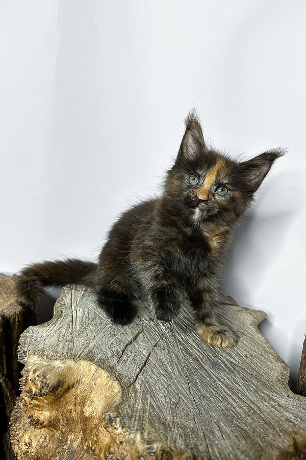 A fluffy tortoiseshell maine coon kitten with striking green eyes sits on a rustic stump showing blotched tabby black marble patterns