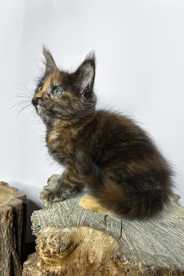 A fluffy tortoiseshell maine coon kitten with striking green eyes sits on a rustic wooden stump with blotched tabby markings