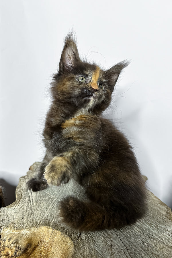 Naomi maine coon kitten with fluffy tortoiseshell blotched tabby fur and striking green eyes sitting on a wooden stump