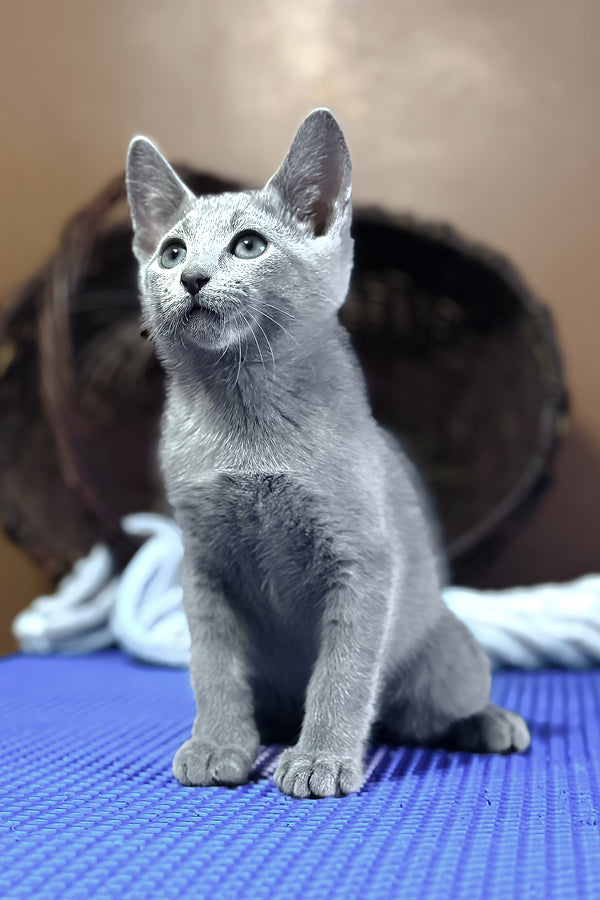 Narimar | Russian Blue Kitten