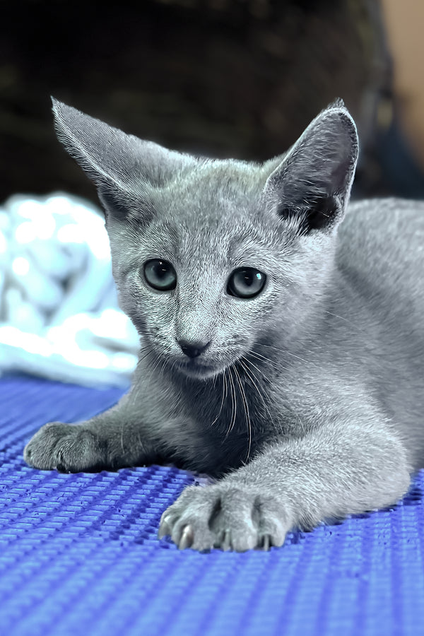Narimar | Russian Blue Kitten