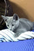 Narimar | Russian Blue Kitten