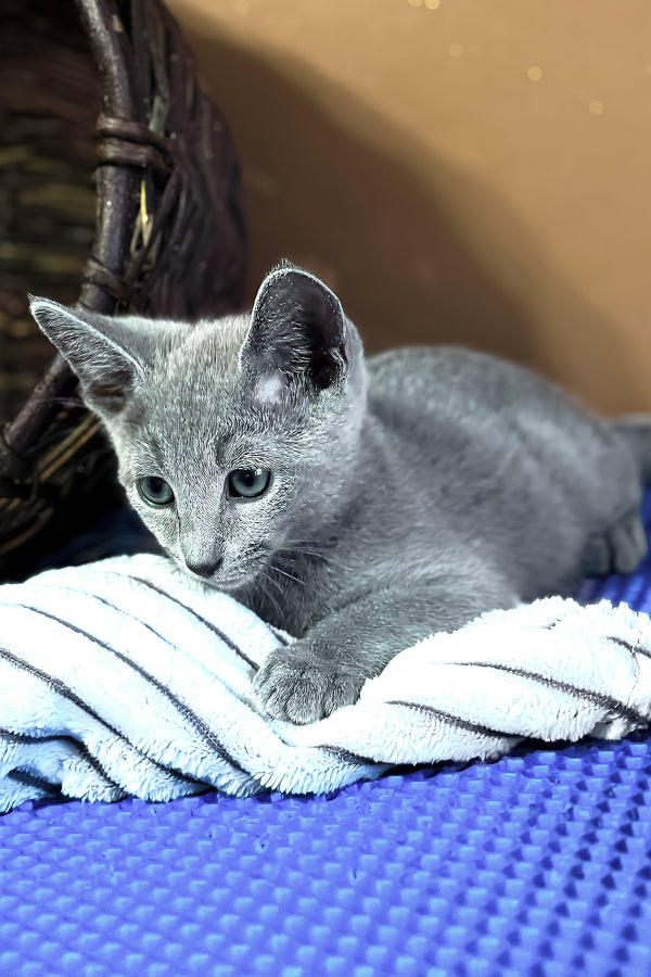 Narimar | Russian Blue Kitten