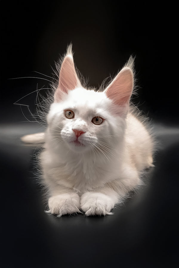 Nasey | Maine Coon Kitten