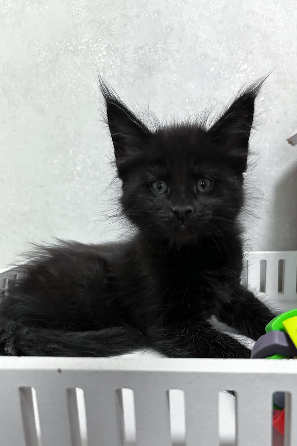 Nathan | Maine Coon Kitten