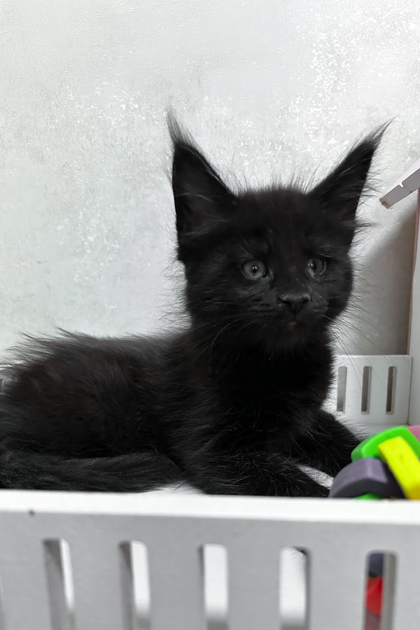 Nathan | Maine Coon Kitten