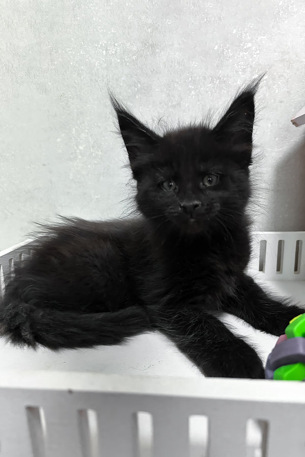 Nathan | Maine Coon Kitten