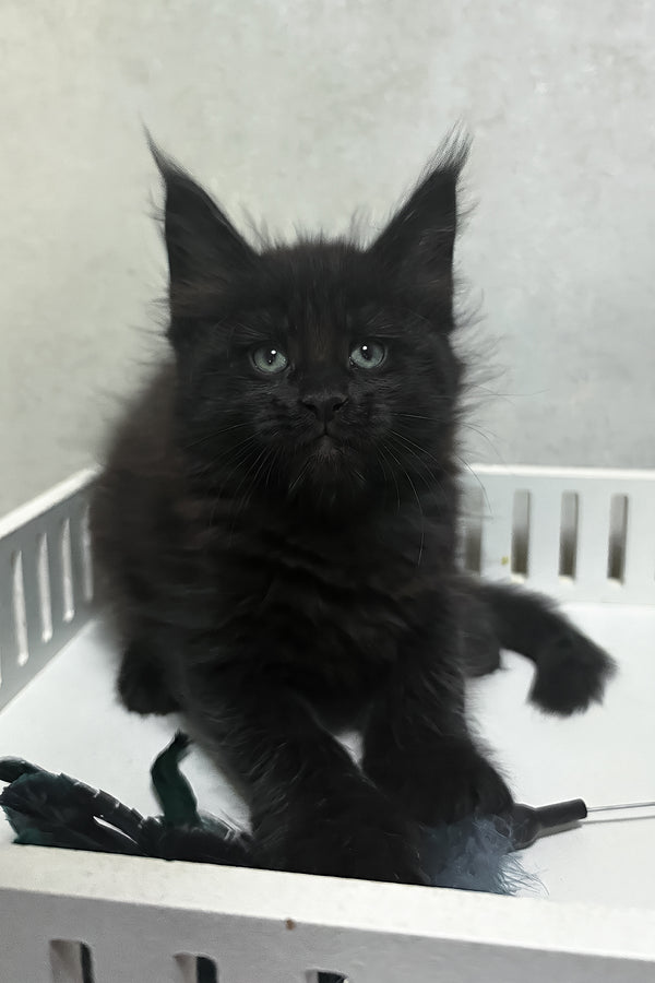 Nathan | Maine Coon Kitten