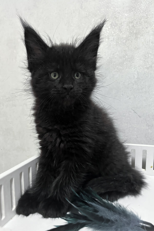 Nathan | Maine Coon Kitten