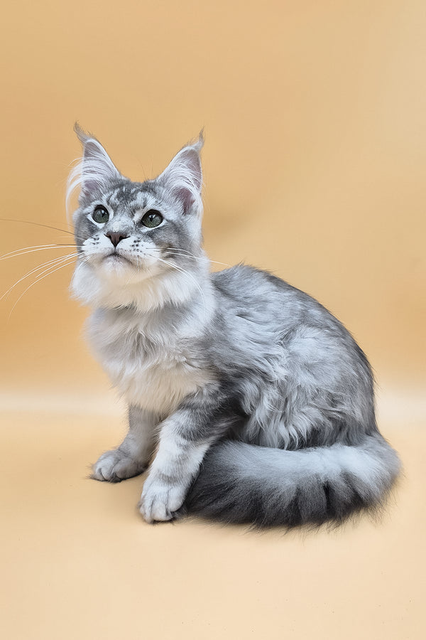 Nemo | Maine Coon Kitten