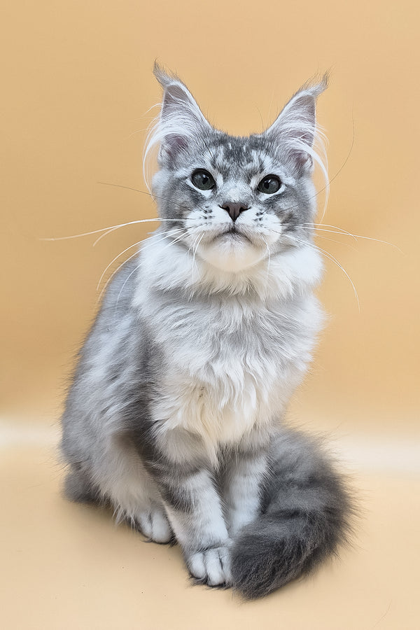 Nemo | Maine Coon Kitten