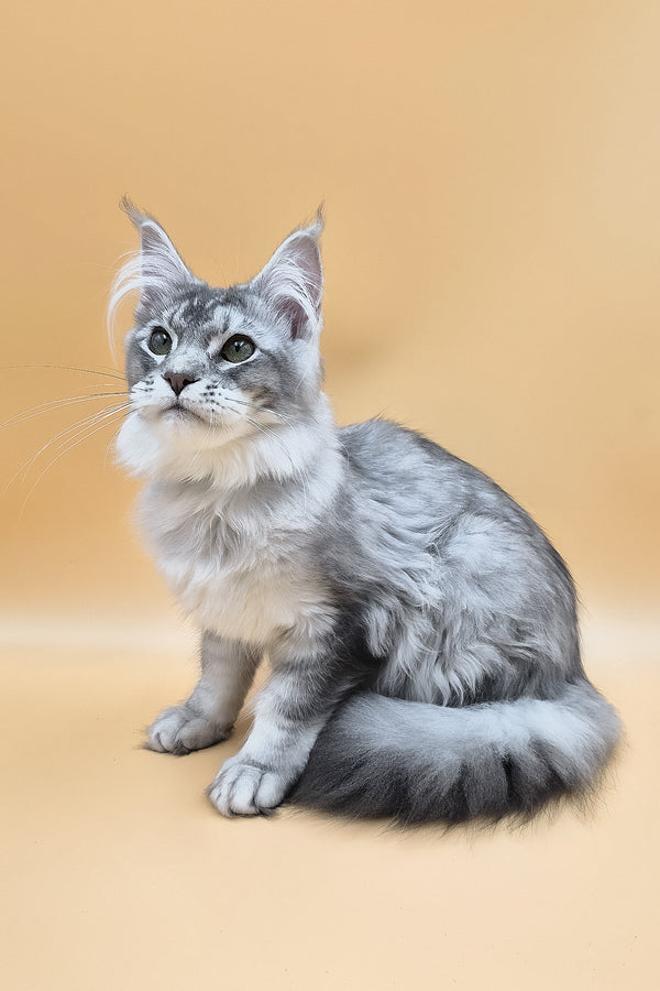 Nemo | Maine Coon Kitten