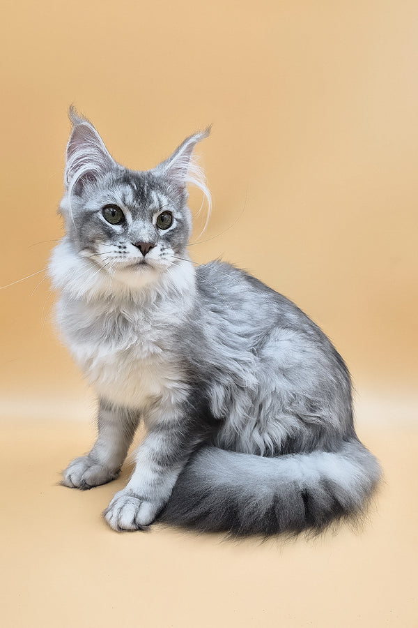 Nemo | Maine Coon Kitten
