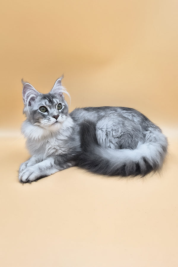 Nemo | Maine Coon Kitten