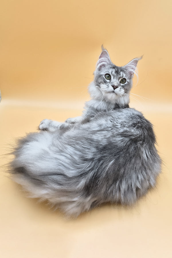 Nemo | Maine Coon Kitten