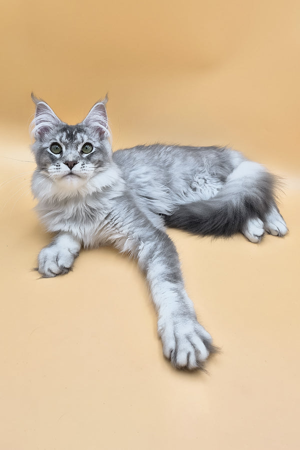 Nemo | Maine Coon Kitten