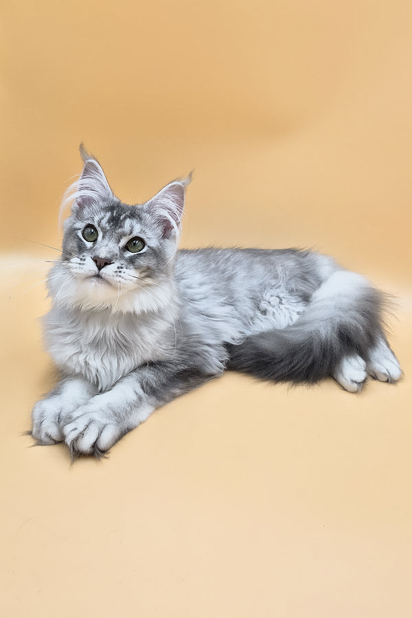 Nemo | Maine Coon Kitten