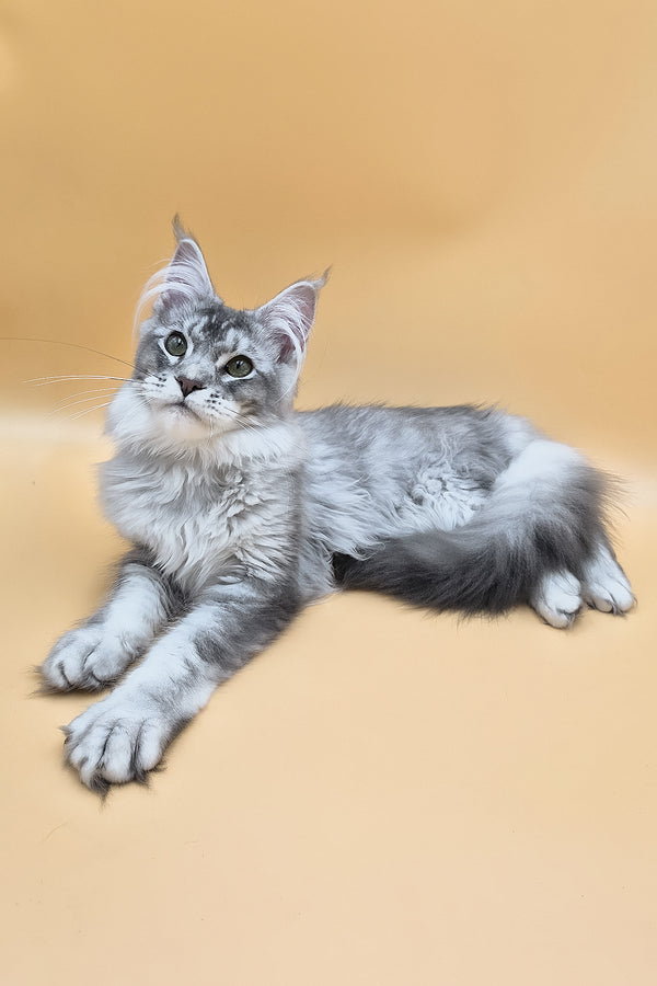 Nemo | Maine Coon Kitten